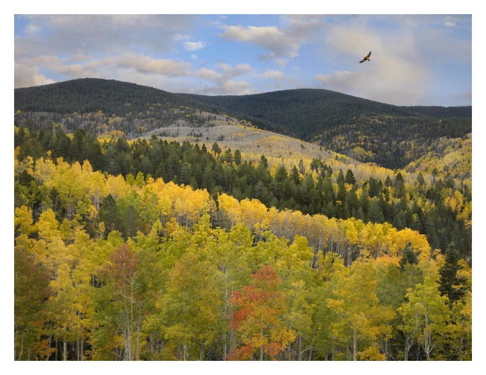 Cooper'S Hawk, Santa Fe National Forest, Sangre De Cristo Mountains, New Mexico-Paper Art-18X14
