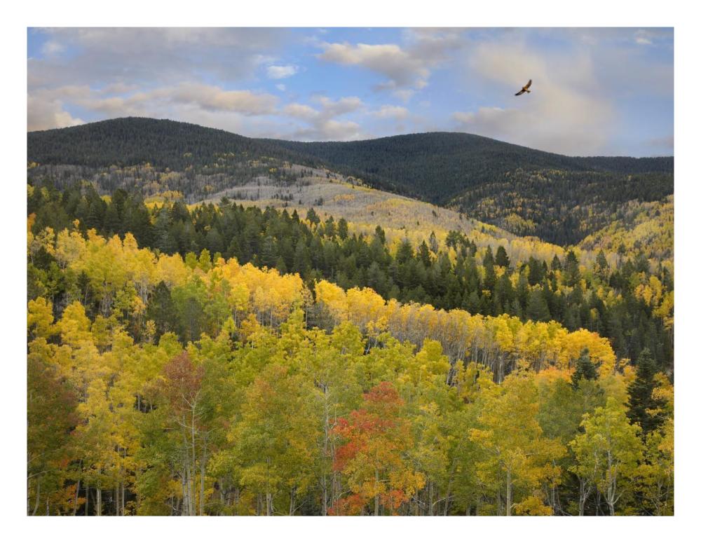 Cooper'S Hawk, Santa Fe National Forest, Sangre De Cristo Mountains, New Mexico-Paper Art-26X20