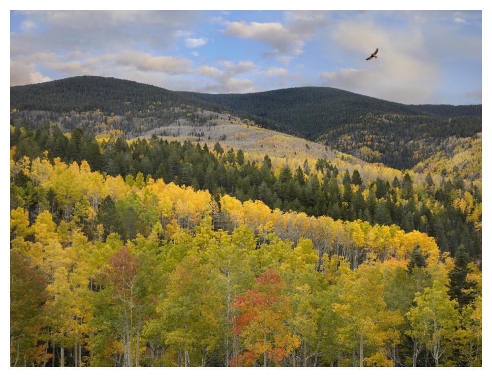 Cooper'S Hawk, Santa Fe National Forest, Sangre De Cristo Mountains, New Mexico-Paper Art-50X38