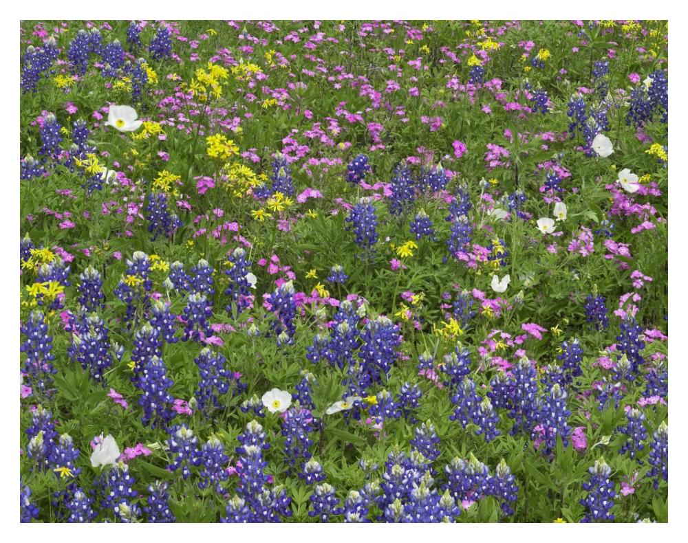 Sand Bluebonnet Flowers, Hill Country, Texas-Paper Art-18X14