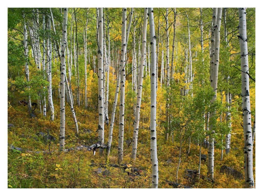 Aspen Forest, Colorado-Paper Art-18X14