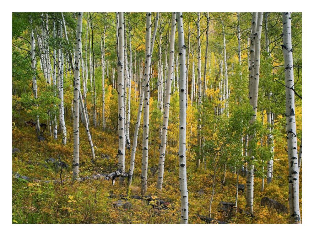 Aspen Forest, Colorado-Paper Art-26X20