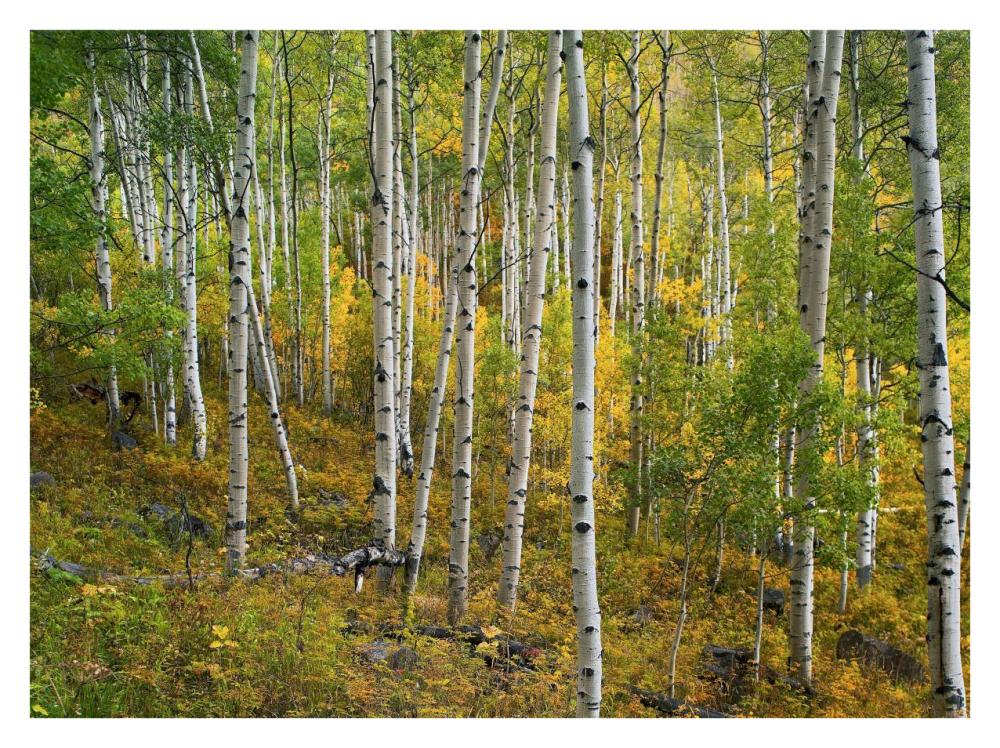 Aspen Forest, Colorado-Paper Art-34X26