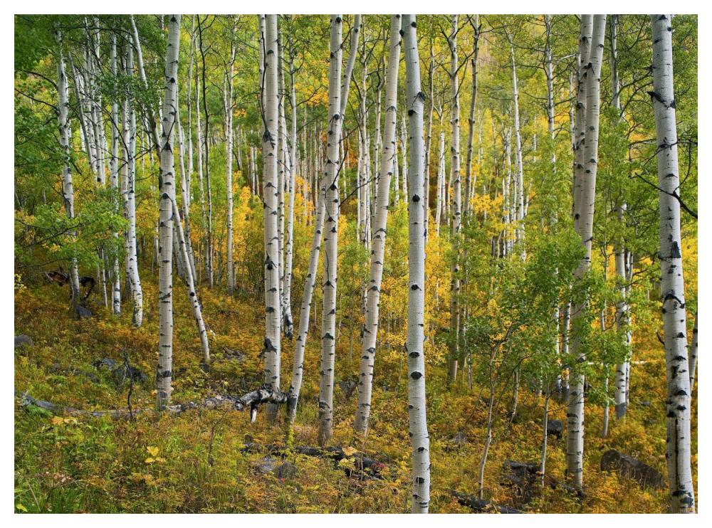 Aspen Forest, Colorado-Paper Art-50X38