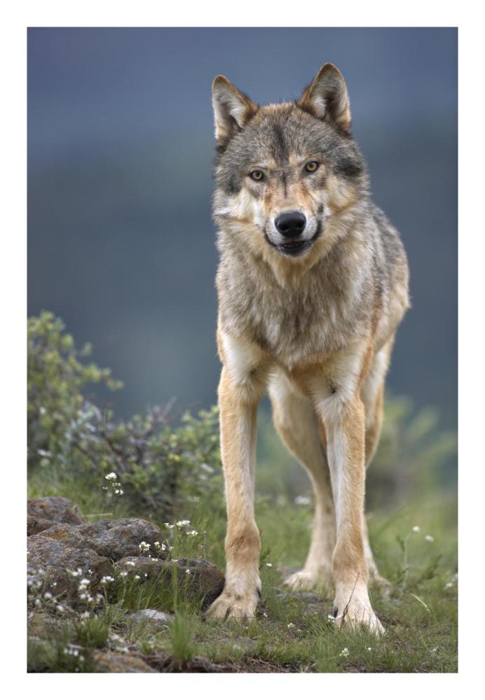 Gray Wolf North America-Paper Art-18X26