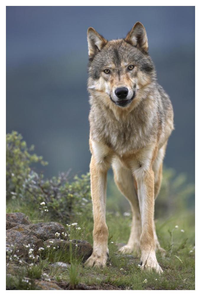 Gray Wolf North America-Paper Art-34X50
