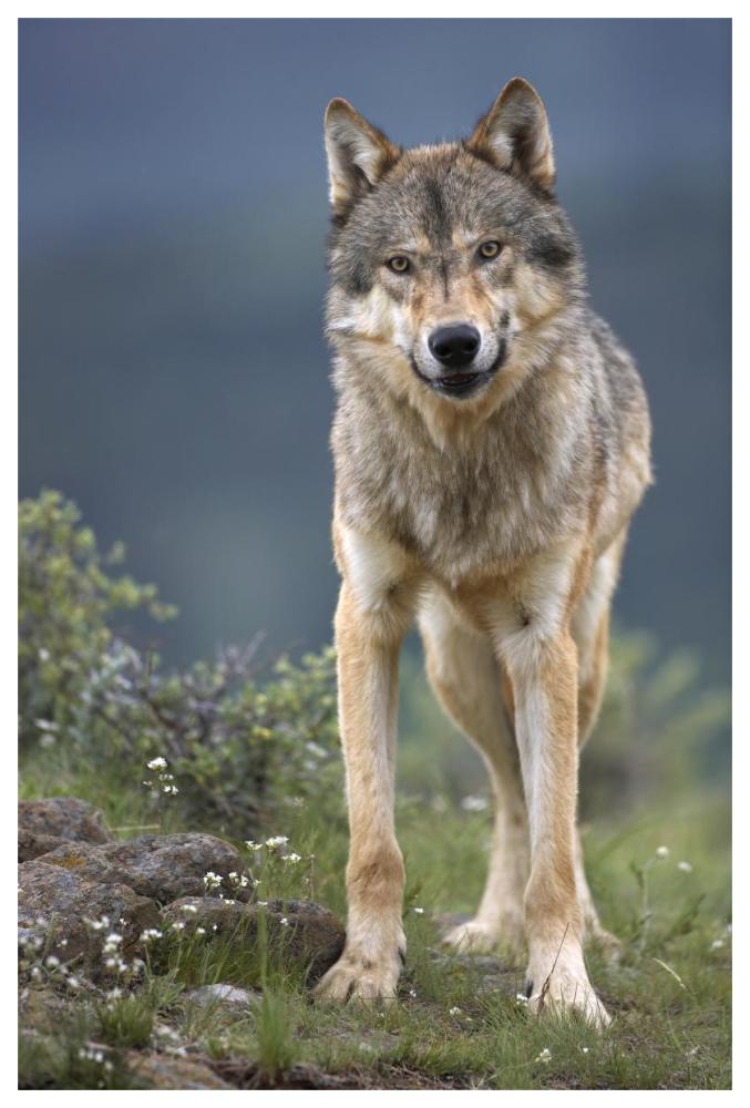 Gray Wolf North America-Paper Art-42X62