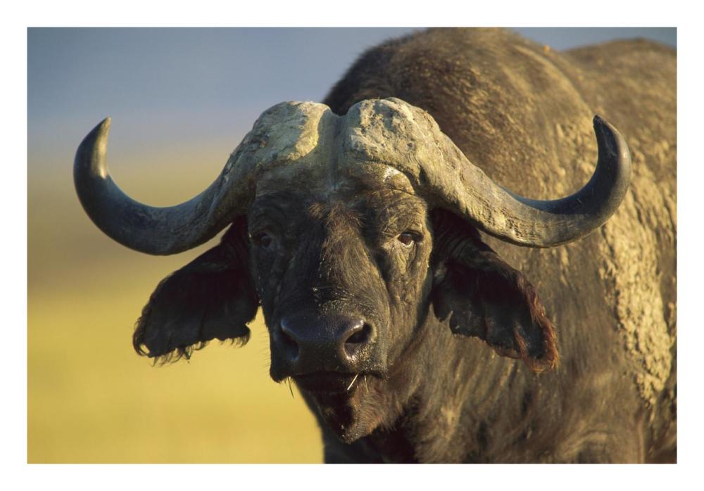Cape Buffalo Portrait, Kenya-Paper Art-26X18