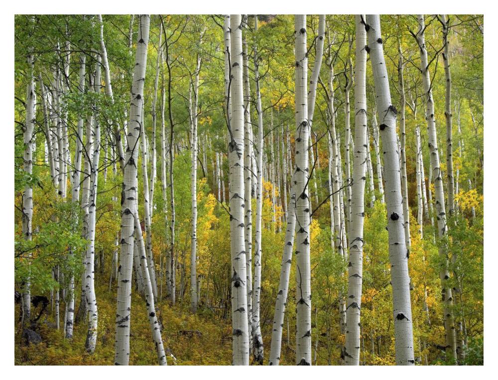 Aspen Trees In Fall, Colorado-Paper Art-18X14
