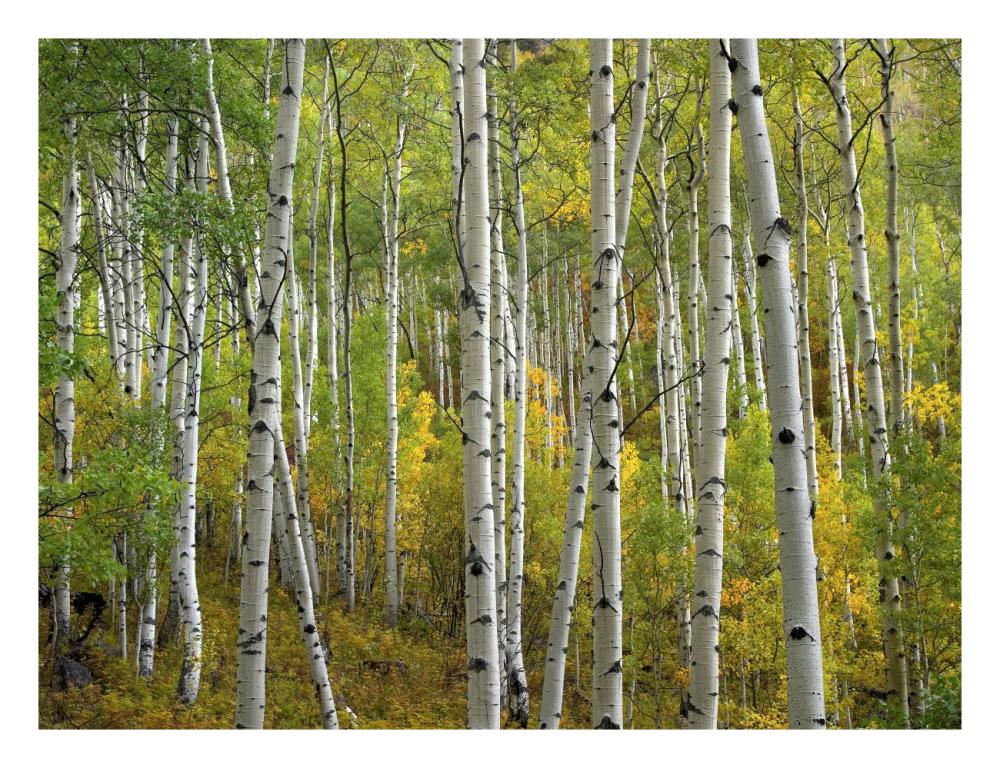 Aspen Trees In Fall, Colorado-Paper Art-26X20