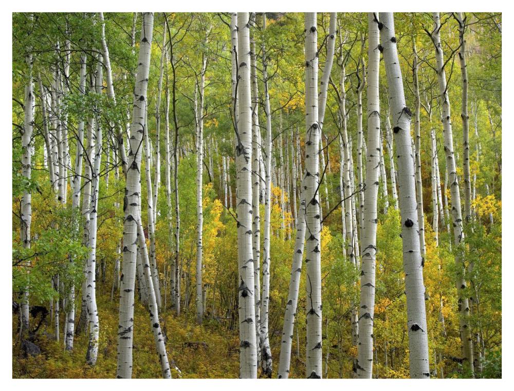 Aspen Trees In Fall, Colorado-Paper Art-42X32