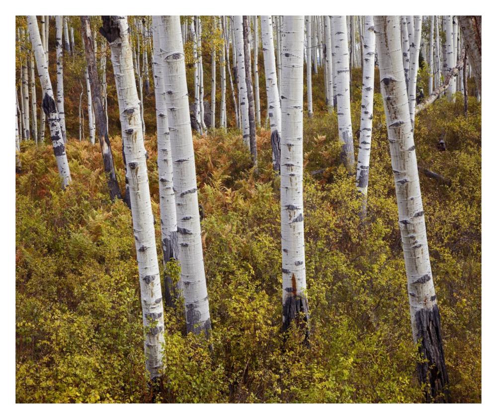 Quaking Aspen Trees In Autumn-Paper Art-32X26.9