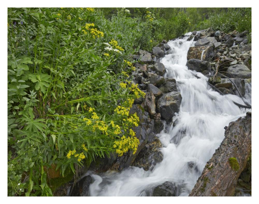 Creek Near Silverton, Colorado-Paper Art-18X14