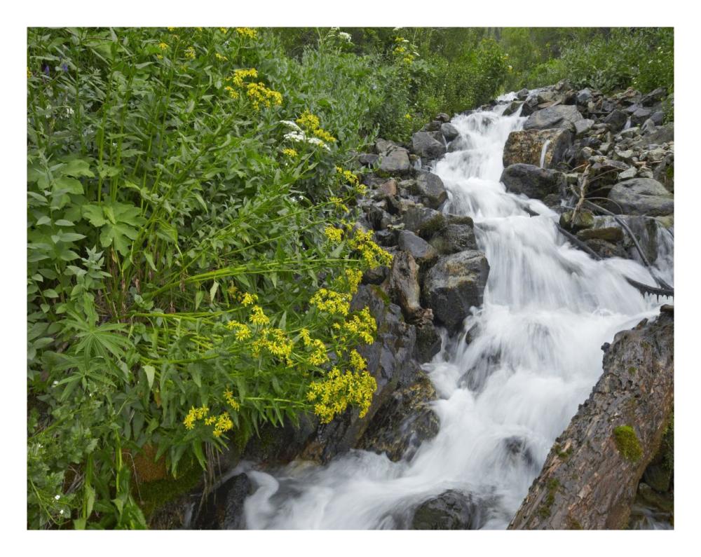 Creek Near Silverton, Colorado-Paper Art-26X20