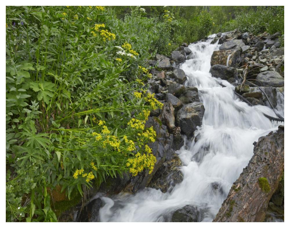 Creek Near Silverton, Colorado-Paper Art-50X38