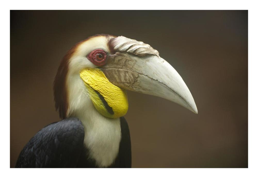 Wreathed Hornbill Male, Malaysia-Paper Art-26X18