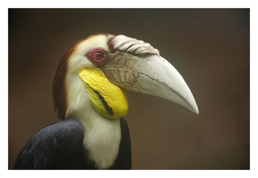 Wreathed Hornbill Male, Malaysia-Paper Art-32X22