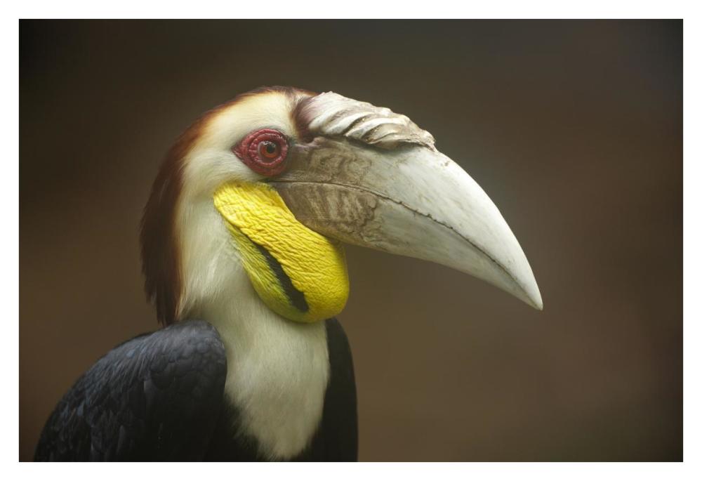 Wreathed Hornbill Male, Malaysia-Paper Art-38X26