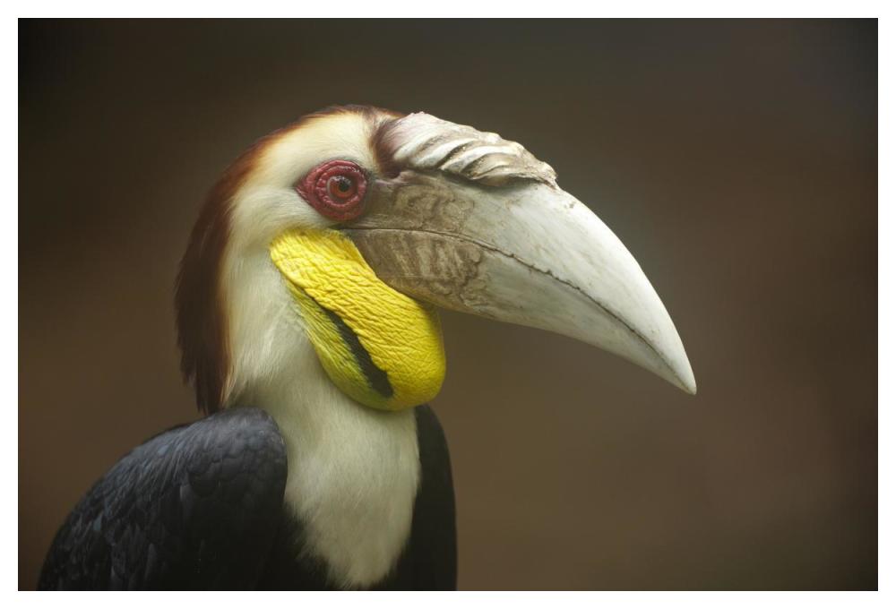 Wreathed Hornbill Male, Malaysia-Paper Art-50X34