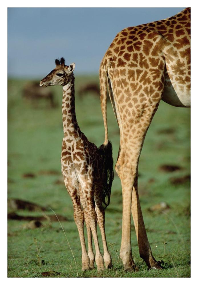 Giraffe Mother With Young, Kenya-Paper Art-14X20