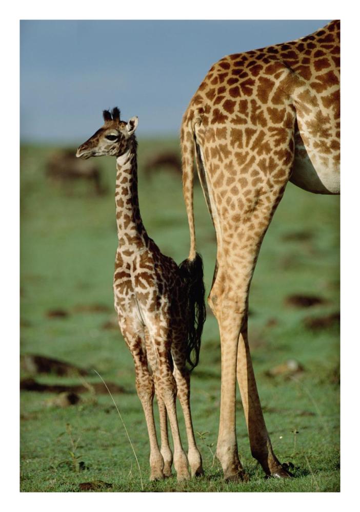 Giraffe Mother With Young, Kenya-Paper Art-18X26
