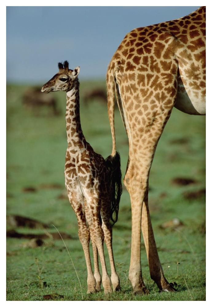 Giraffe Mother With Young, Kenya-Paper Art-34X50