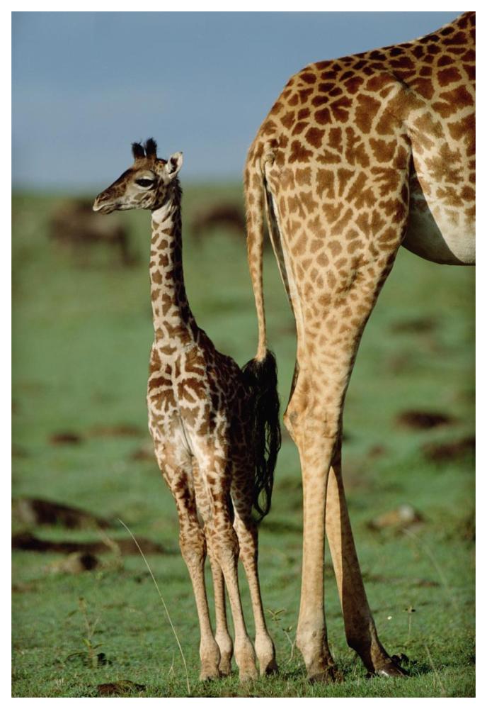 Giraffe Mother With Young, Kenya-Paper Art-42X62
