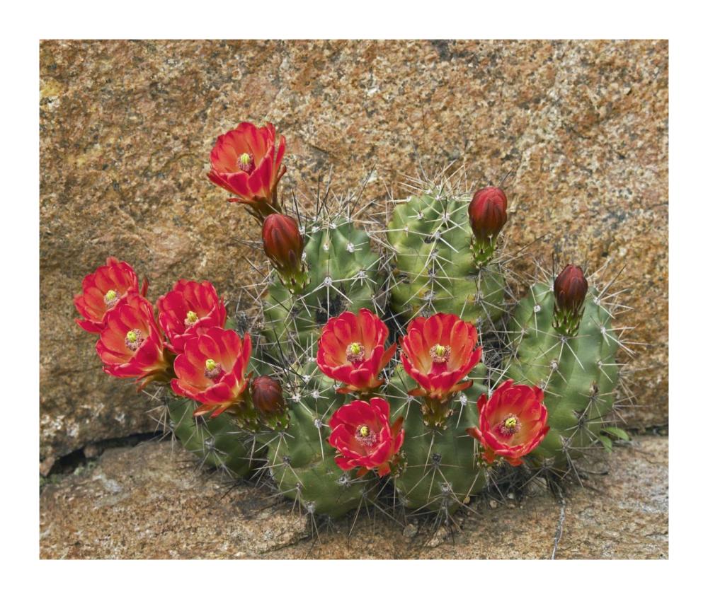 Claret Cup Cactus Flowering, Utah-Paper Art-18X15.28