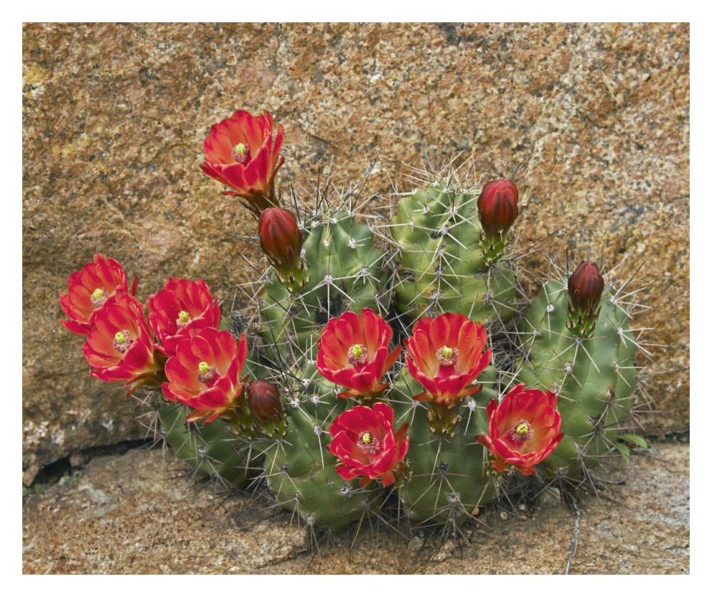 Claret Cup Cactus Flowering, Utah-Paper Art-32X26.9