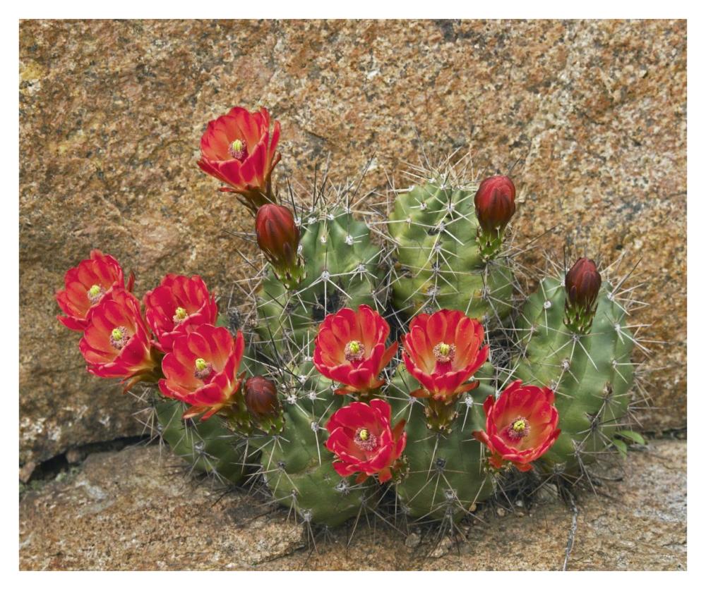 Claret Cup Cactus Flowering, Utah-Paper Art-38X31.88