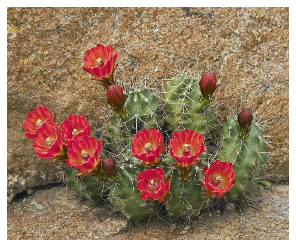 Claret Cup Cactus Flowering, Utah-Paper Art-42X35.2