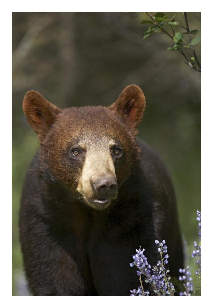 Black Bear Portrait, North America-Paper Art-18X26