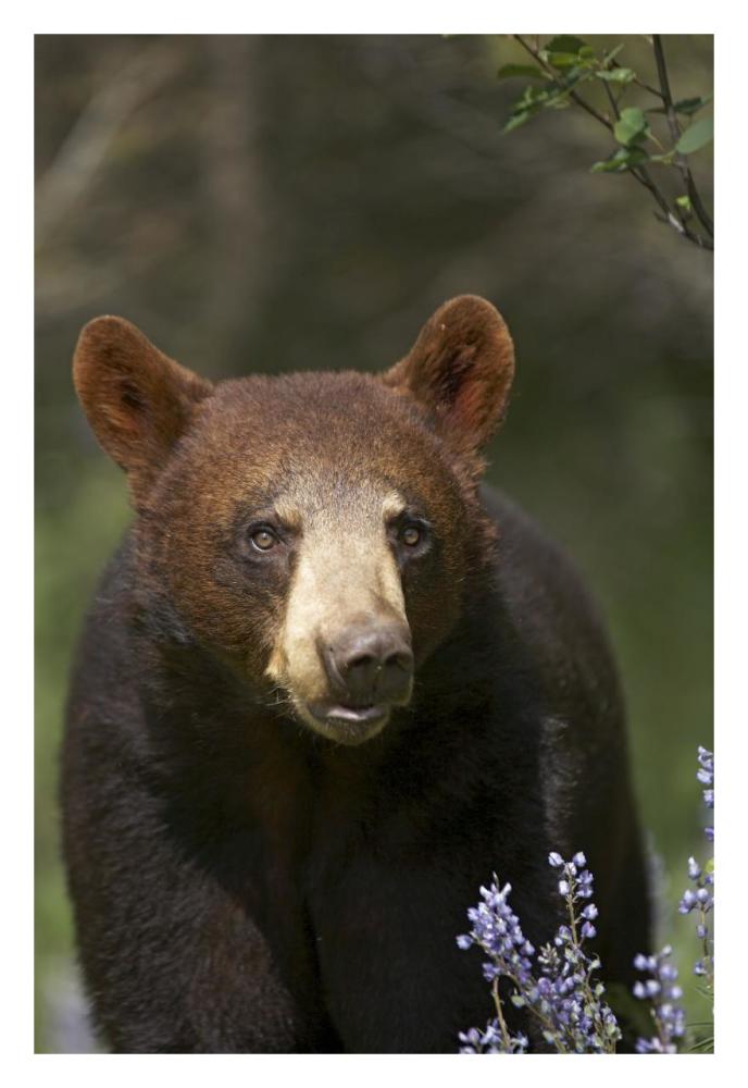 Black Bear Portrait, North America-Paper Art-22X32