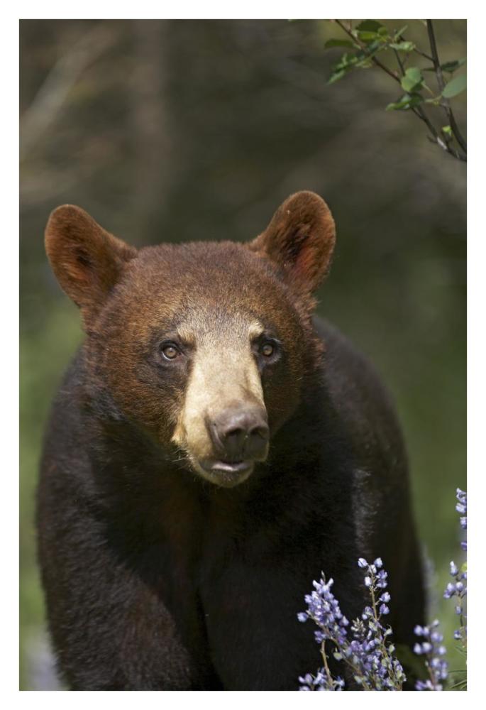 Black Bear Portrait, North America-Paper Art-26X38