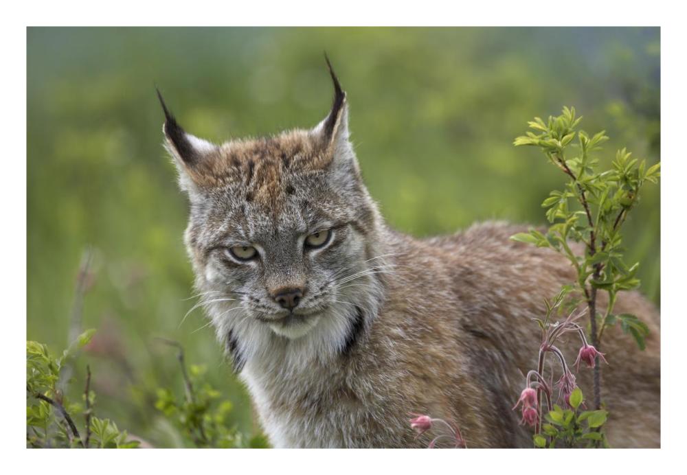 Canada Lynx Portrait, North America-Paper Art-26X18