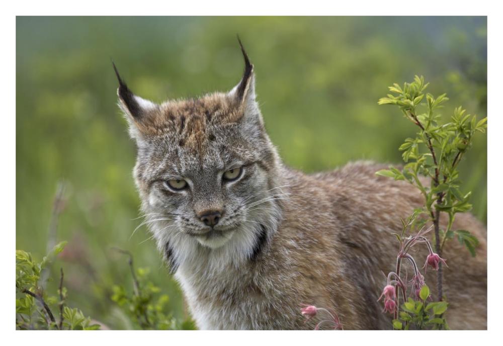 Canada Lynx Portrait, North America-Paper Art-32X22