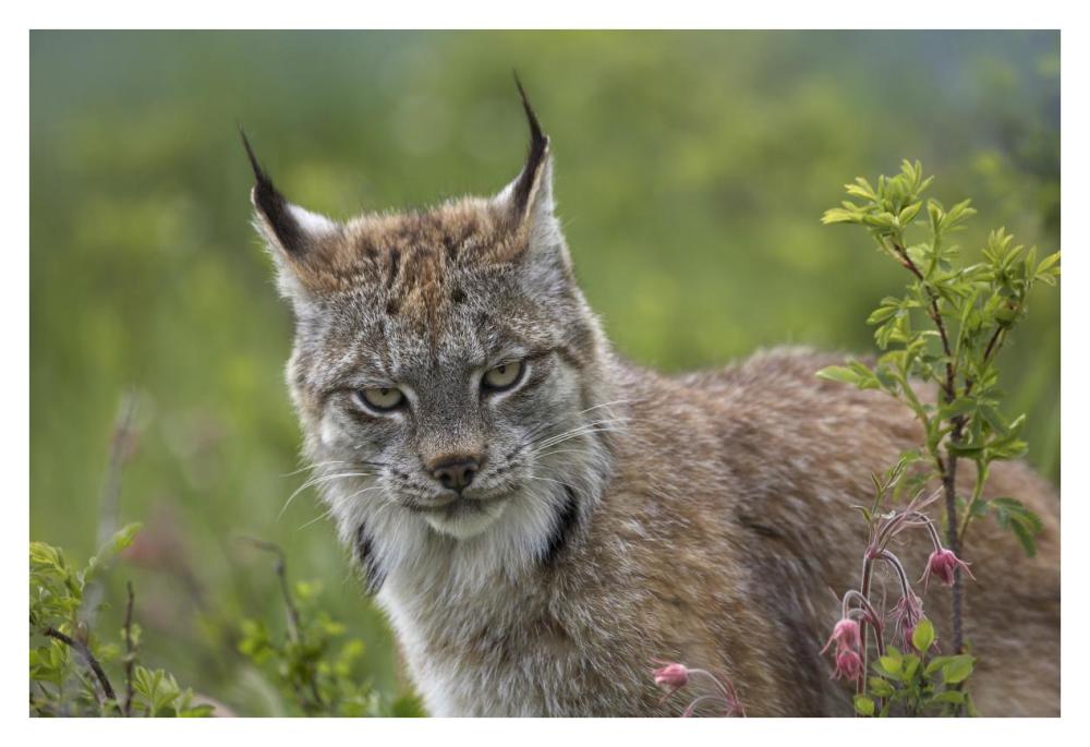 Canada Lynx Portrait, North America-Paper Art-38X26