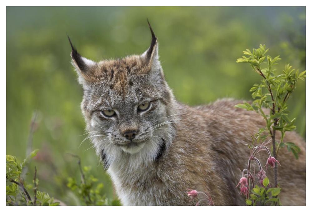Canada Lynx Portrait, North America-Paper Art-50X34