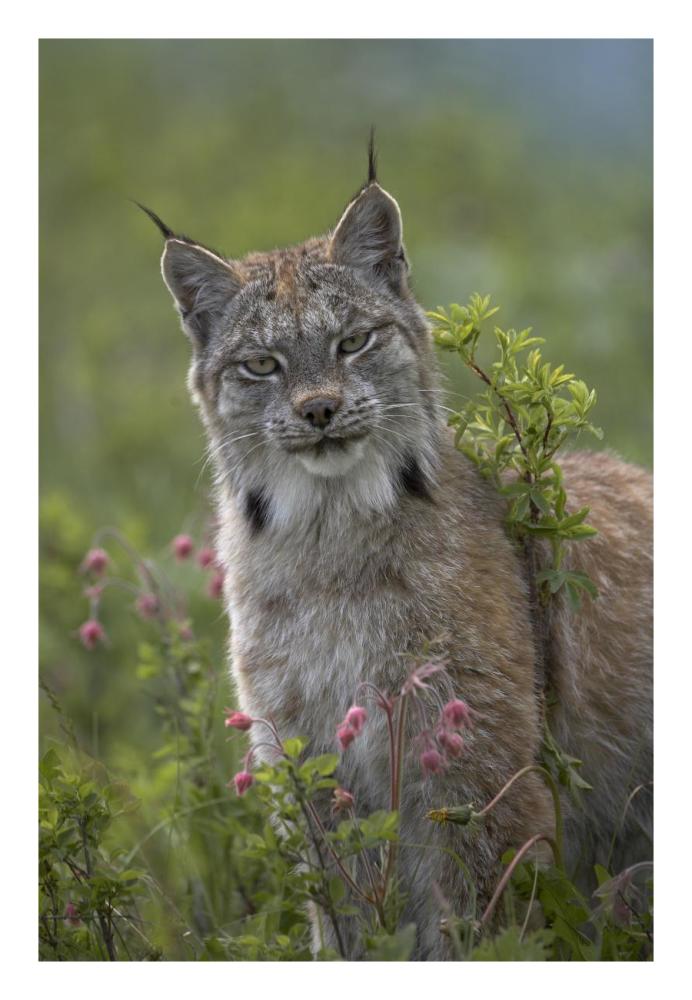 Canada Lynx Portrait, North America-Paper Art-18X26