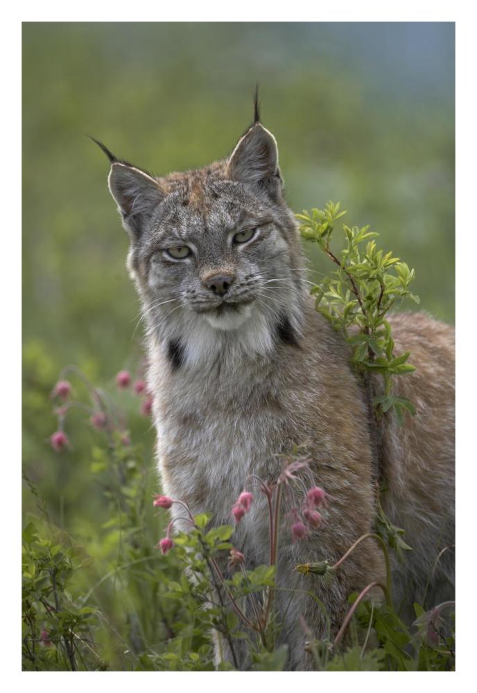 Canada Lynx Portrait, North America-Paper Art-22X32