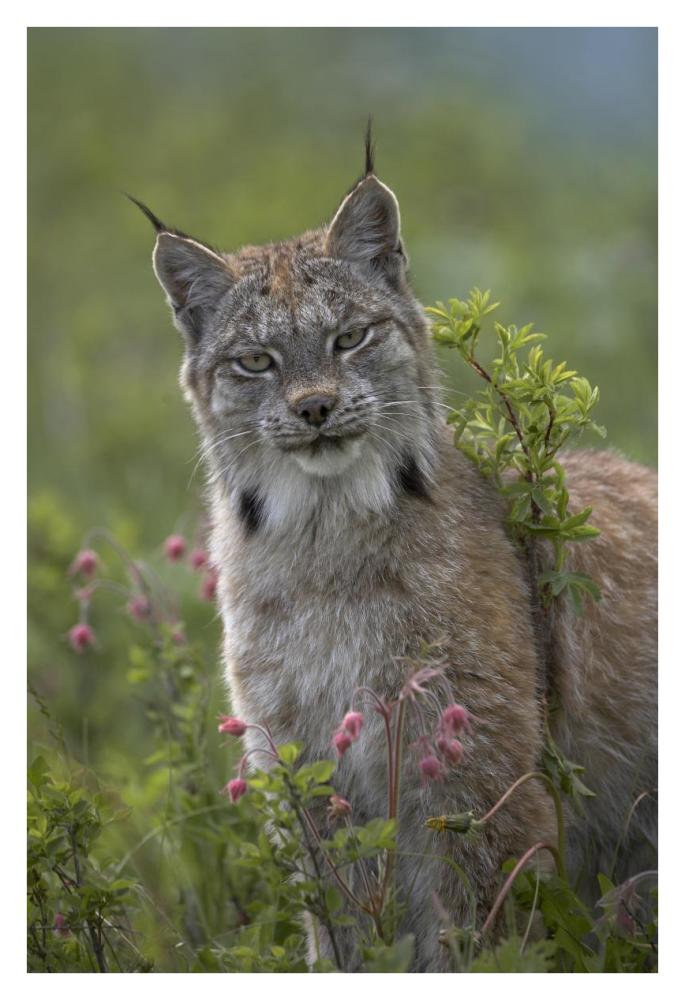 Canada Lynx Portrait, North America-Paper Art-26X38