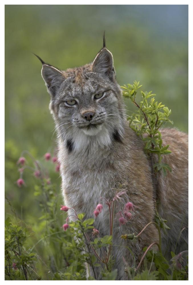 Canada Lynx Portrait, North America-Paper Art-42X62