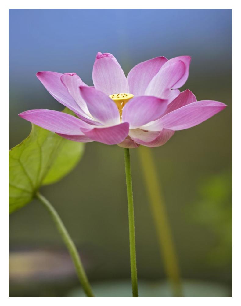Sacred Lotus Flower, Native To Asia-Paper Art-14X18