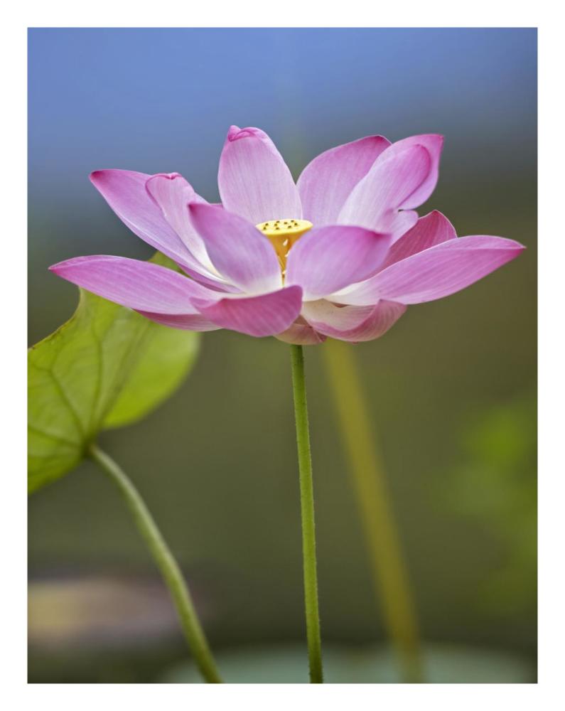 Sacred Lotus Flower, Native To Asia-Paper Art-20X26