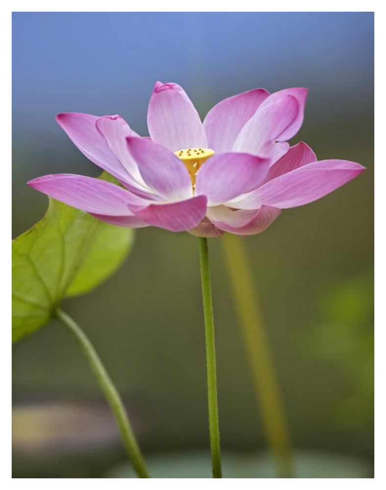 Sacred Lotus Flower, Native To Asia-Paper Art-32X42