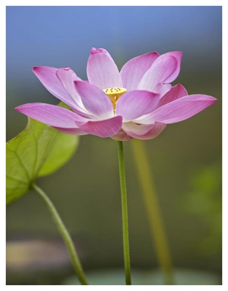 Sacred Lotus Flower, Native To Asia-Paper Art-38X50