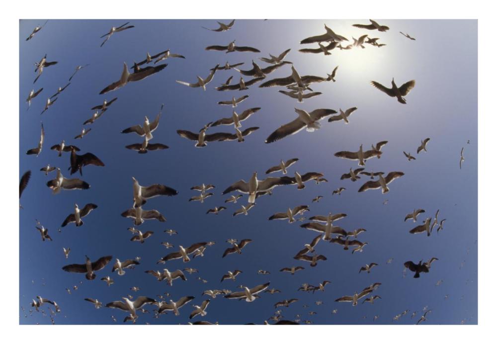 Western Gulls Flying, North America-Paper Art-26X18