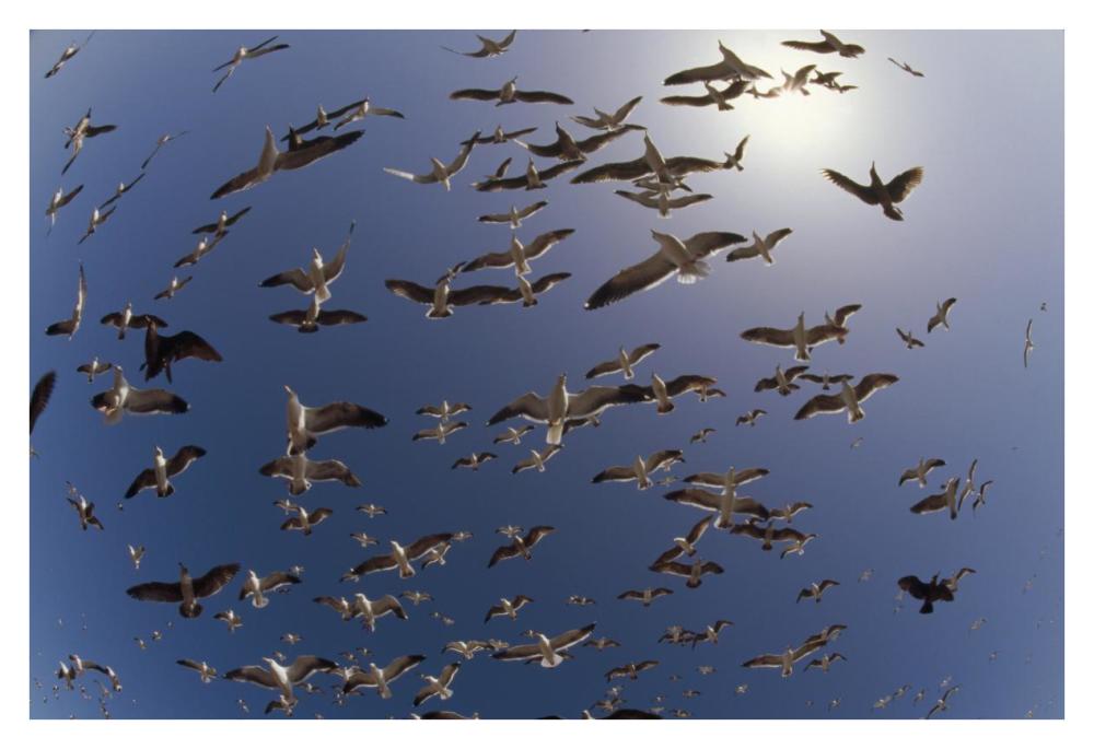 Western Gulls Flying, North America-Paper Art-38X26