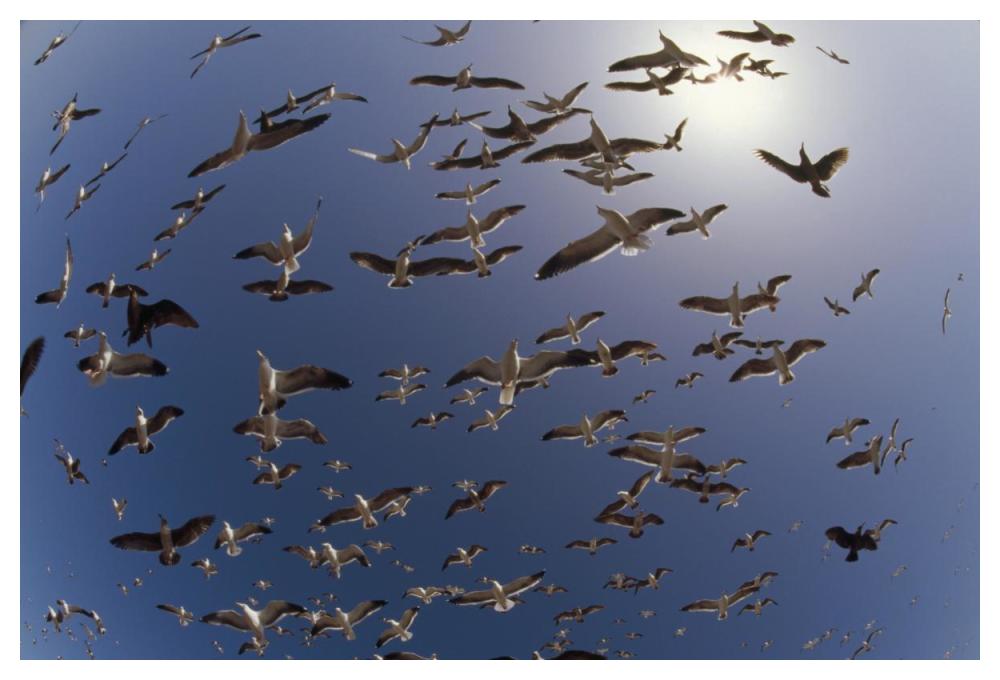 Western Gulls Flying, North America-Paper Art-50X34