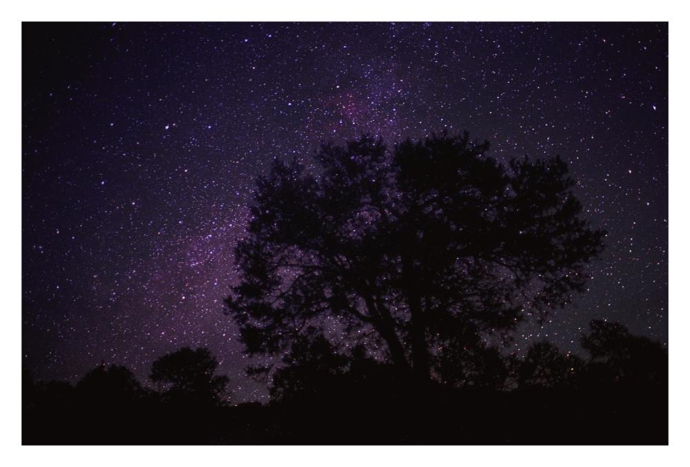 Starry Sky With Silhouetted Oak Tree-Paper Art-32X22